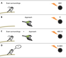 Birds can communicate syntactically