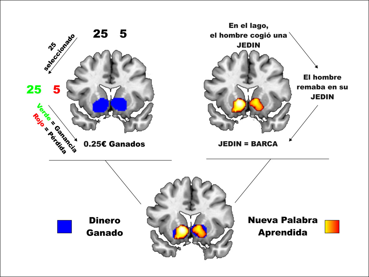 When adults, learning words activates brain reward circuits