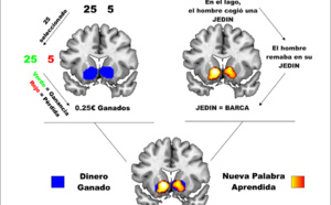 When adults, learning words activates brain reward circuits
