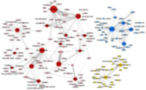 Words from different languages form similar semantic networks
