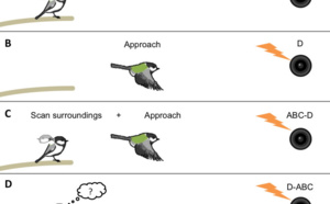 Birds can communicate syntactically
